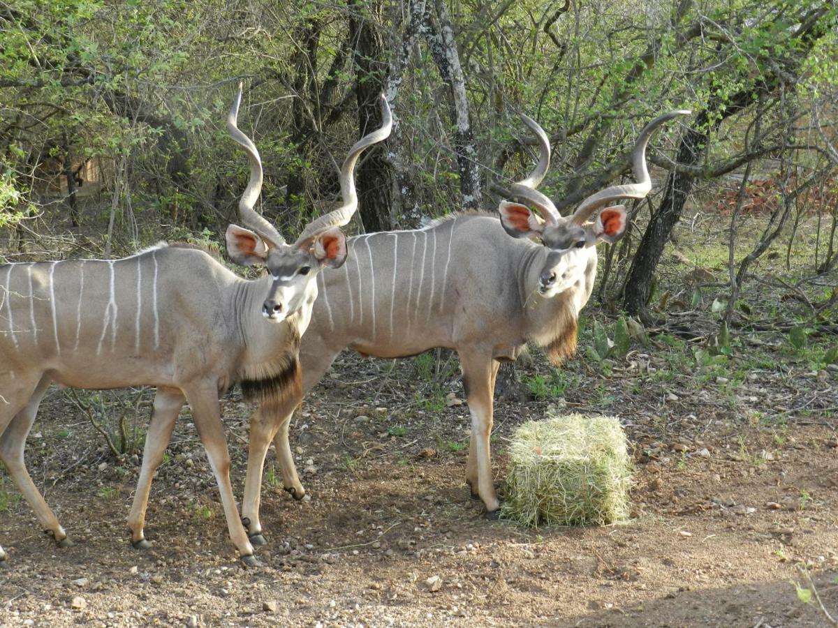 Buffalo Marloth Park Kültér fotó